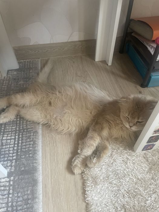 Отдам ласковую и породистую кошку, 3 года, девочка