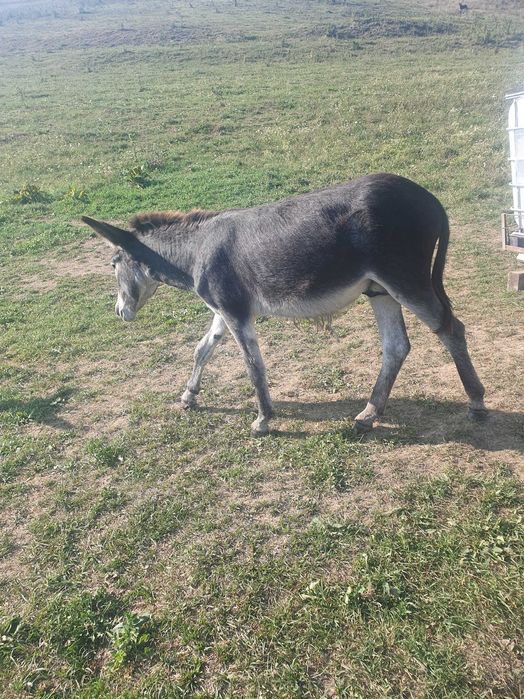 Lapte crud de magarita