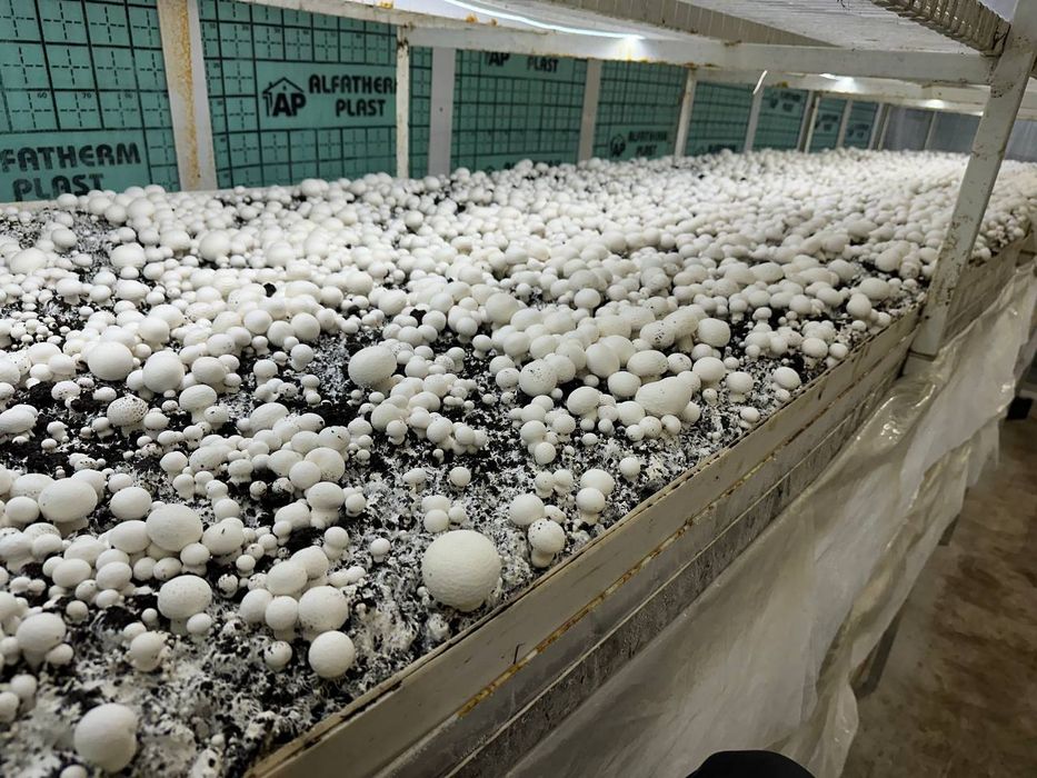 Qoʻziqorin sotish va yetishtirish