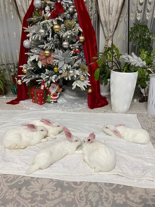 Кролики  фландр 3 месячные