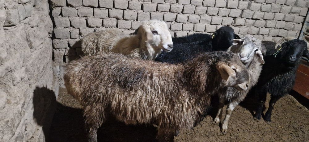 Тоқты қошқарлар сатылады