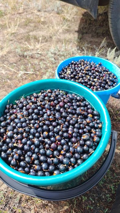 Продам дикая смородина 5л 6000