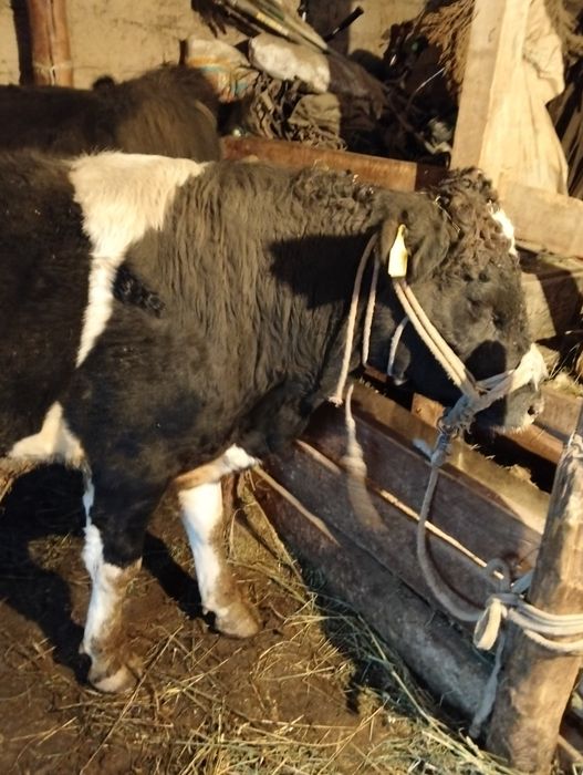 Бык Бука сатылады Откорм