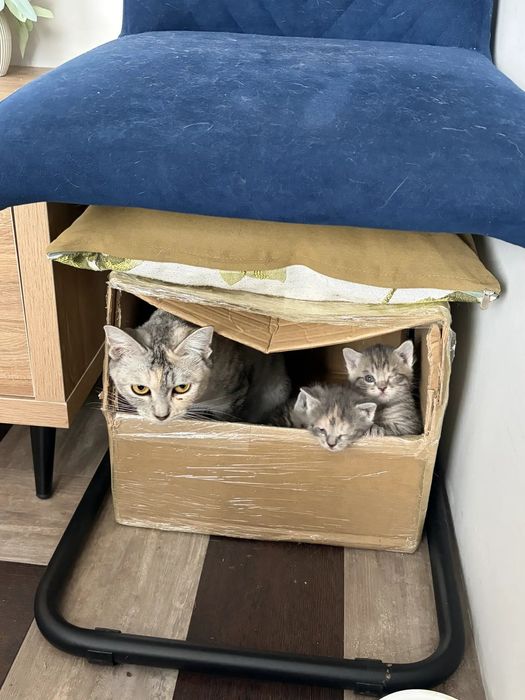 Отдам котят в добрые руки