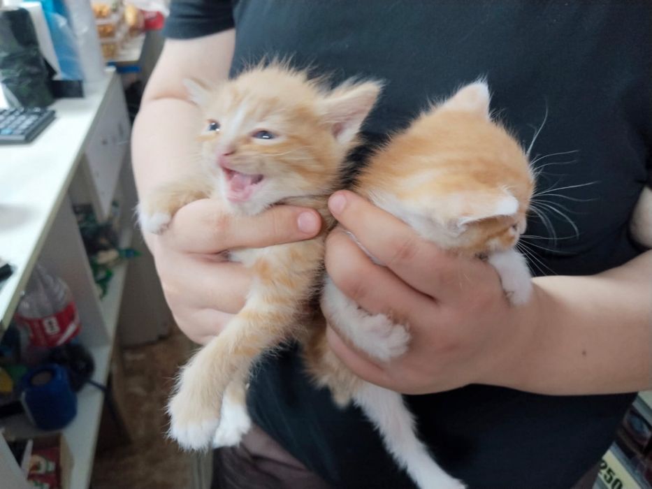 Отдам в добрые руки