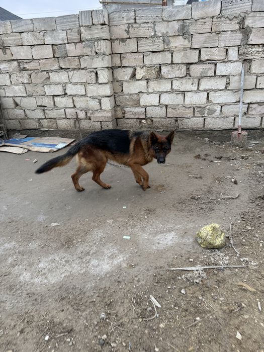 немецкая овчарка