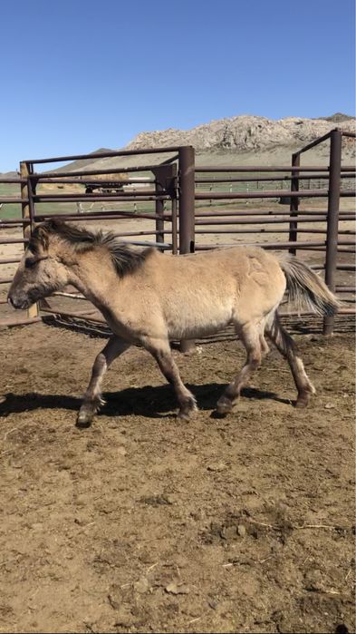 Жабагылар 50 бас еркек