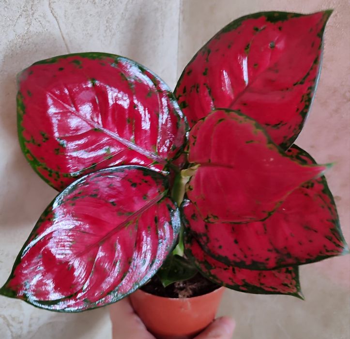 Аглаонемы разных сортов