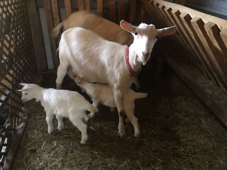 Vând Capra Sanen cu 2 iedute
