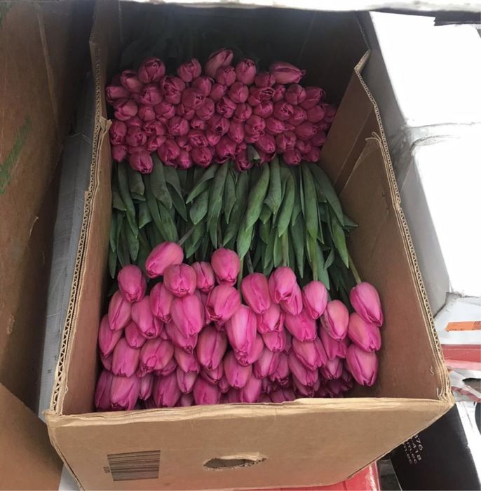 Тюльпаны оптом и в розницу