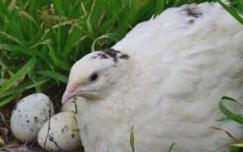 Яйцо инкубационное перепела.