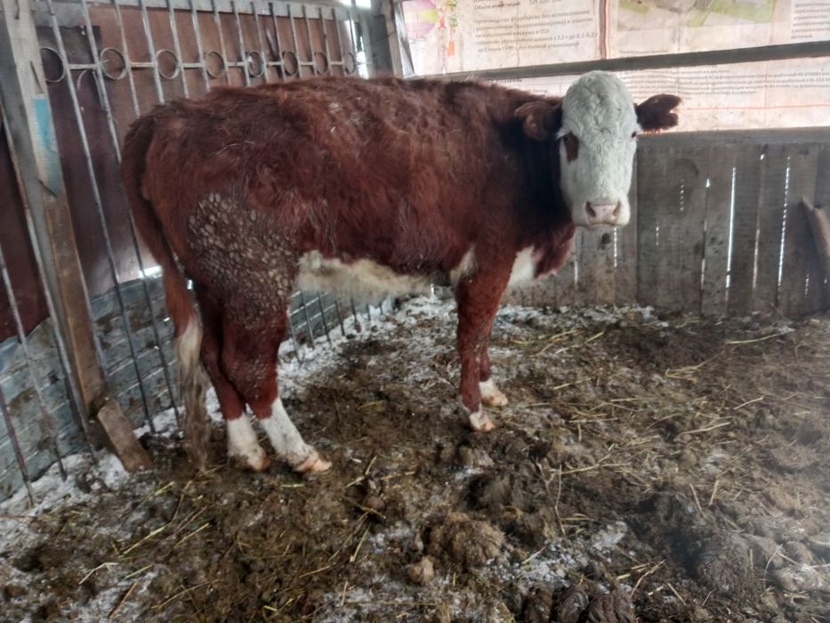 Семіз сиырлар сатылады