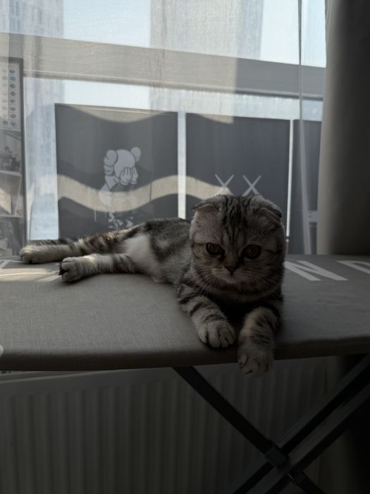 Продам котенка, девочка шотландец вислоухий