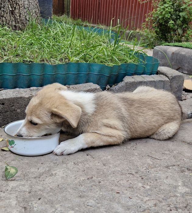 щенок. отдам щенка