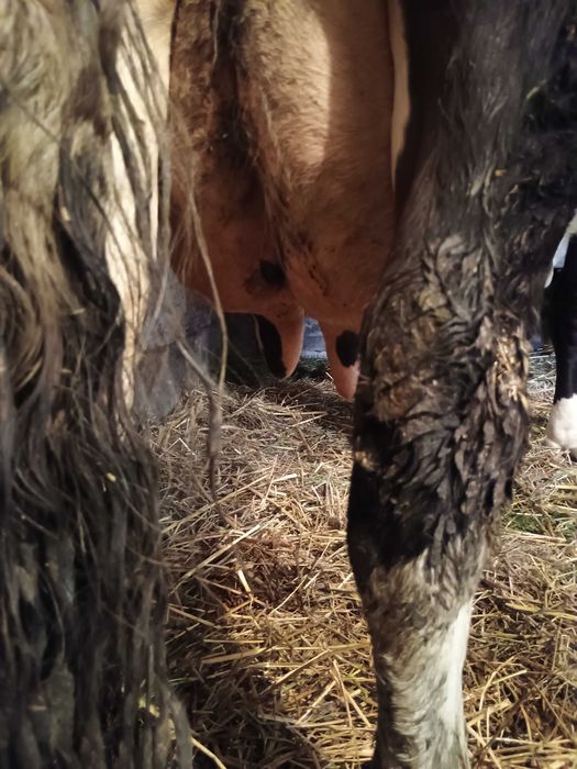 Vând vaca Holstein de 7 ani
