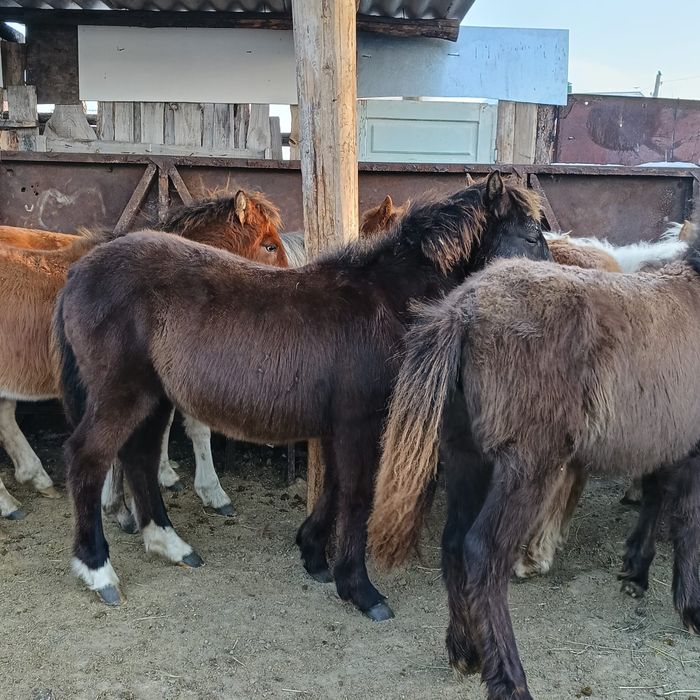 Жабагы 280 тыс доставка