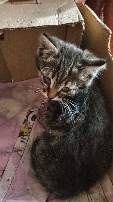 Котёнок ищет дом!