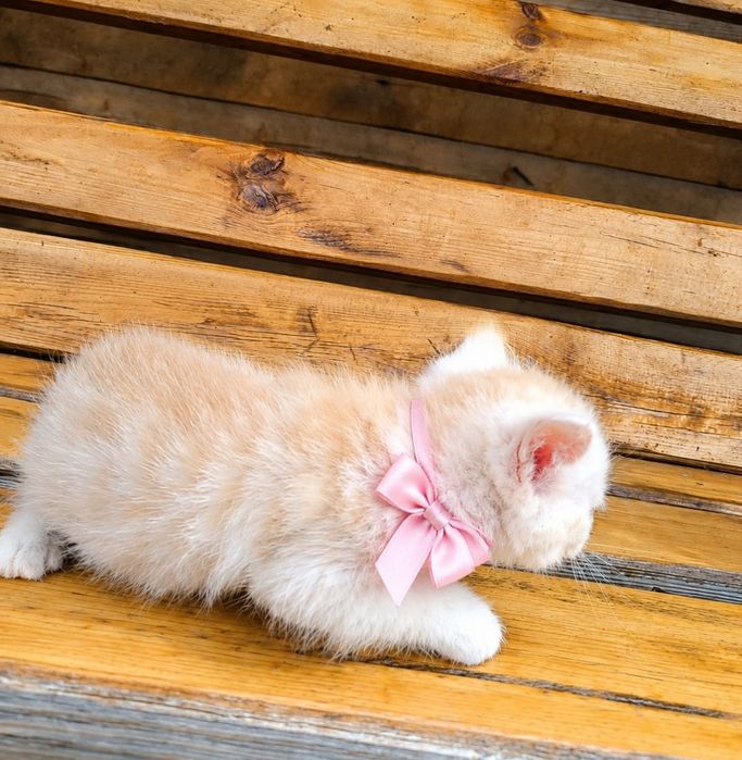 Сибирские котята