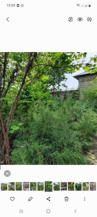 Tuya archa va mojjevelnik archa