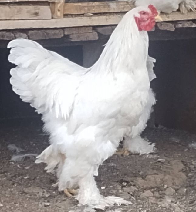 Продавам яйца и птиците Кохинг стандарт. Жълт Орпигтон. Брама