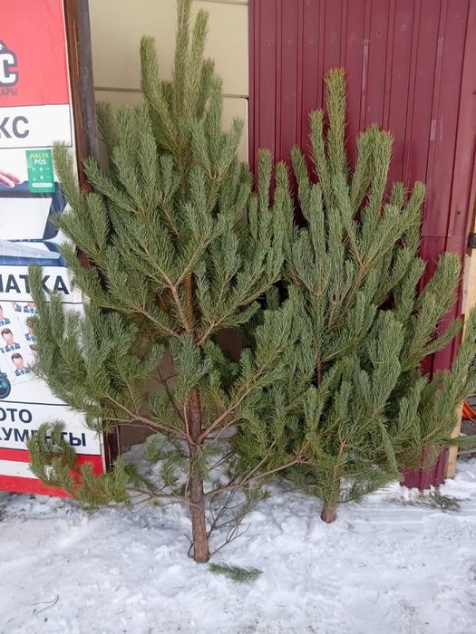 В продажи имеются елки