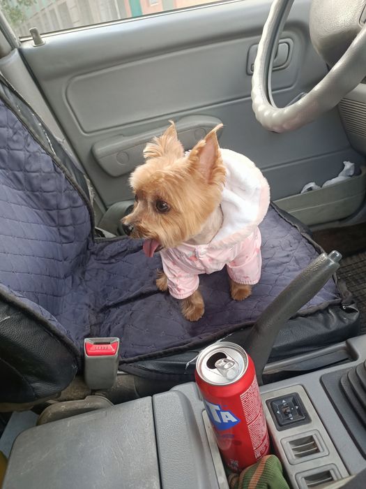 Йоркширский терьер