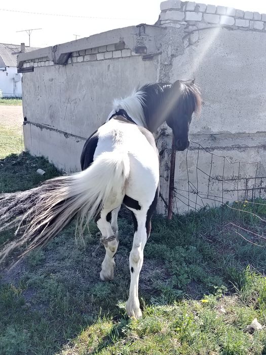 Таза қазақи ат жуас