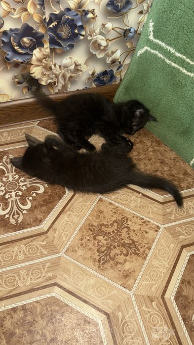 Отдаю бесплатно котят