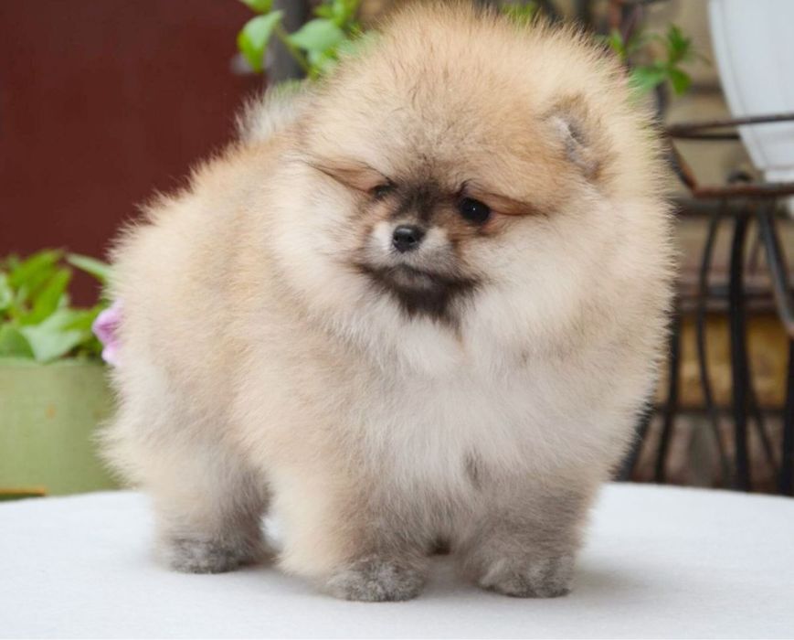 Fetita pomeranian mini/toy!