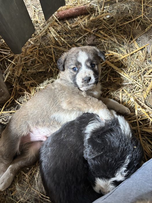 Donez catei 5-7 saptamani!