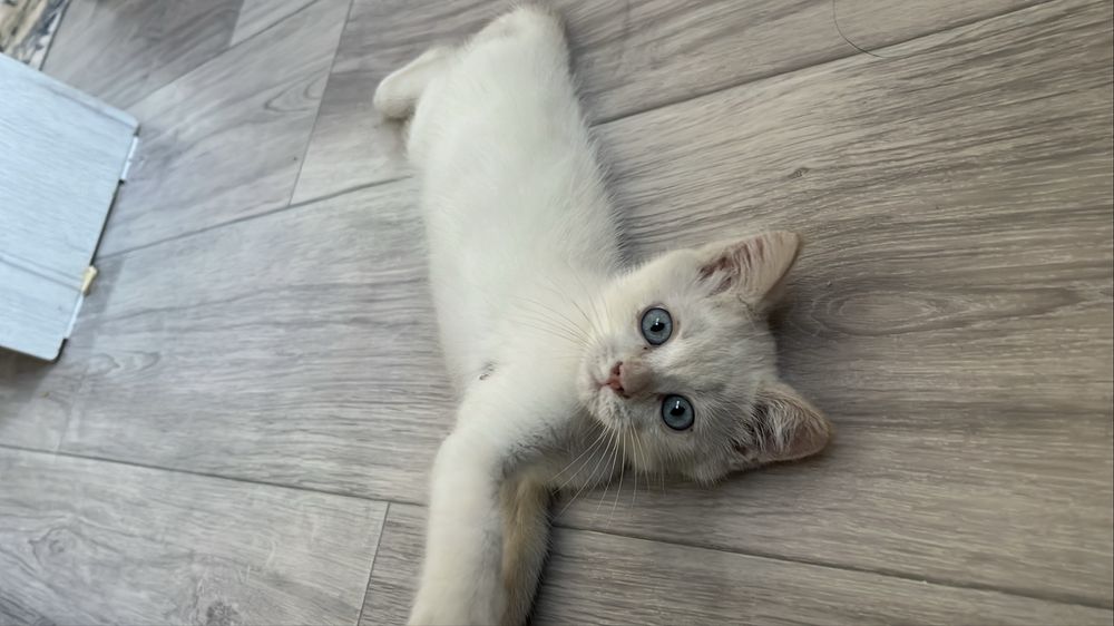 Котенок трехмесячный