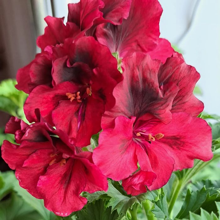 Королевская пеларгония