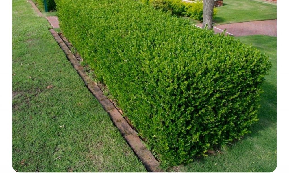 Ligustrum gard viu