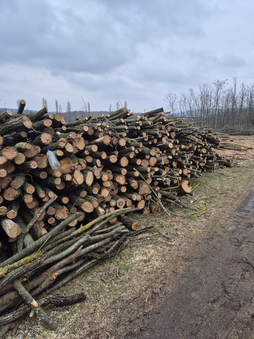 Vind lemn foc salcim și alte diverse tari  cu transport și fără transp