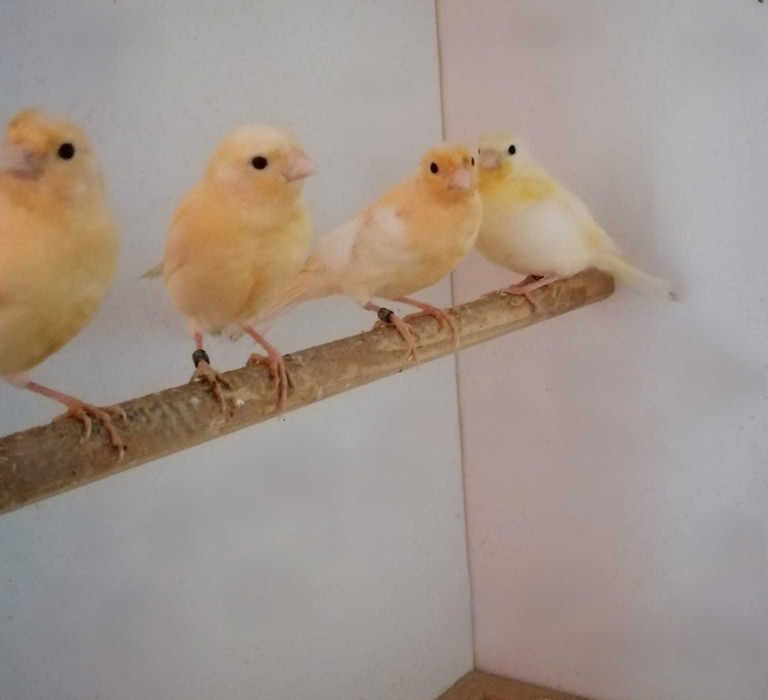 Vand canari de cantec si culoare
