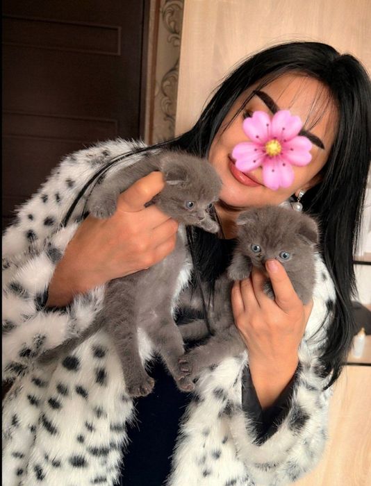 Zotli toza qon mushukchalar