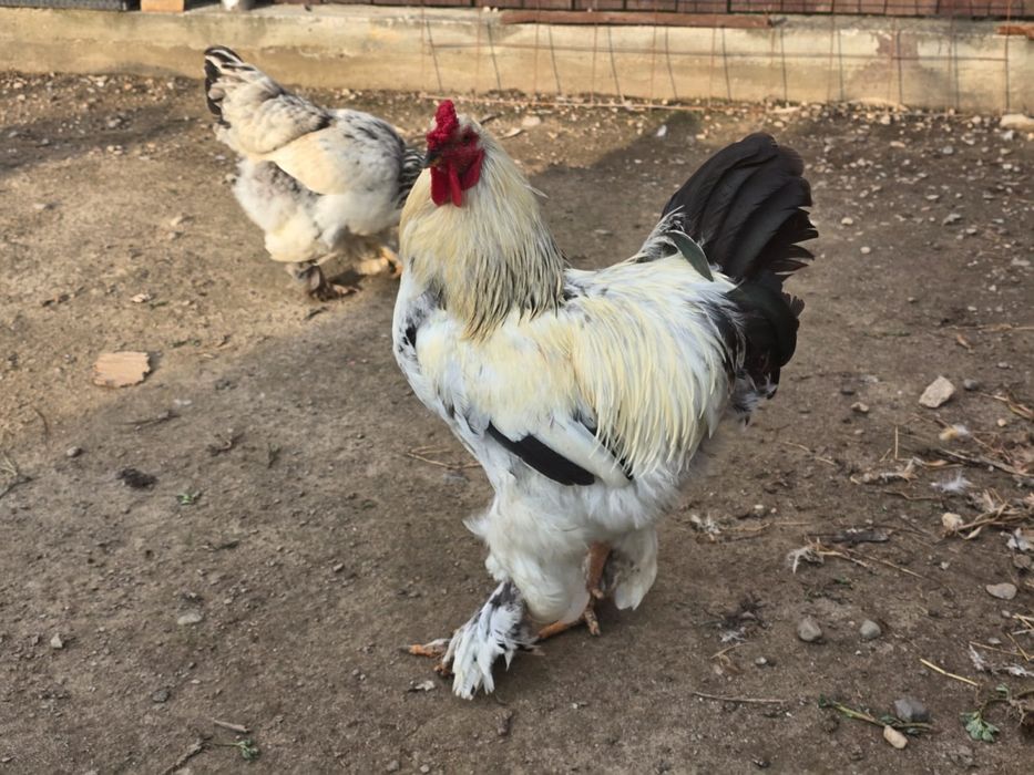 Găini ,rasa Brahma