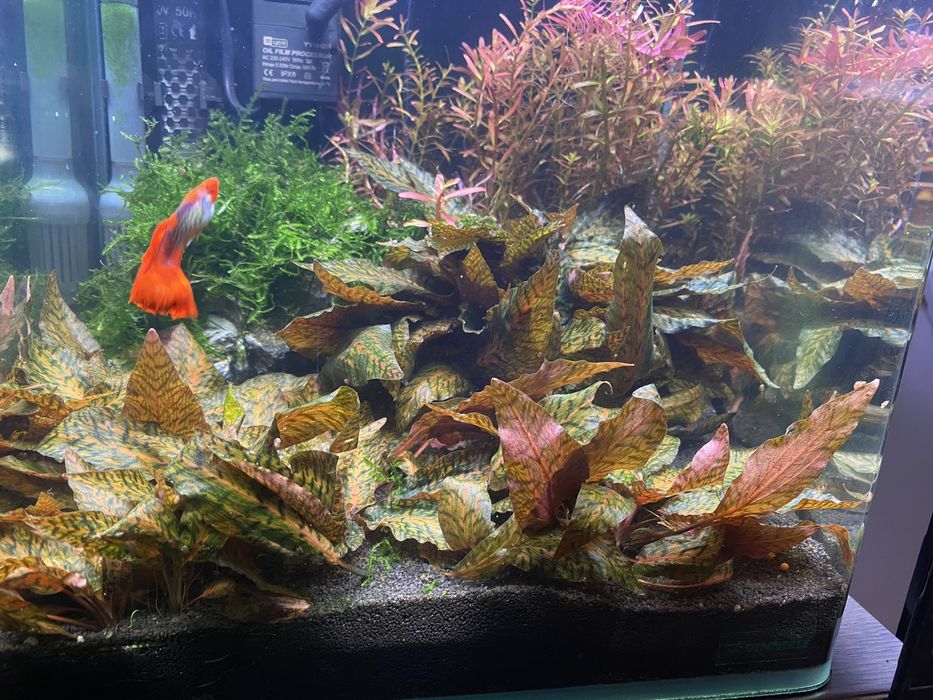 Plante acvariu Cryptocoryne Nurii