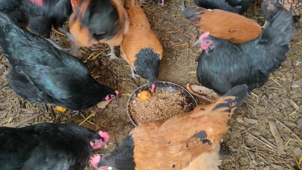 Familie vorwerk 4 găini/puicuțe+1 cocoș vand/schimb Wyandotte argintiu