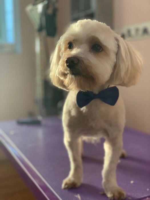 Salon tuns caini  si pisici-Frise Grooming&Pet Shop