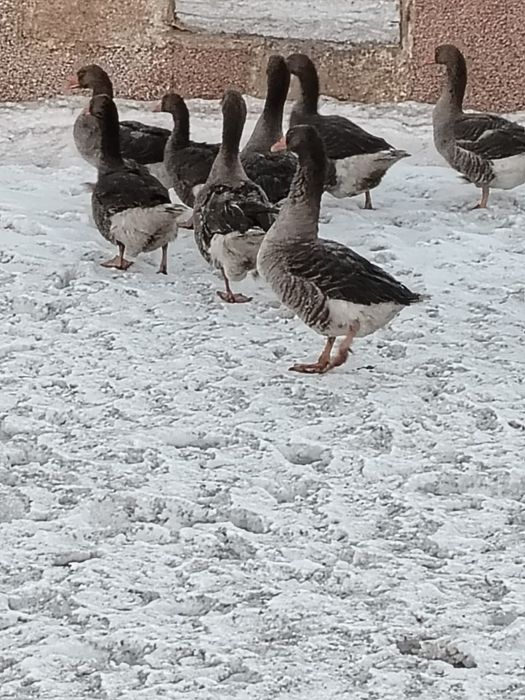 Продам Гусей  Крупно серая породы