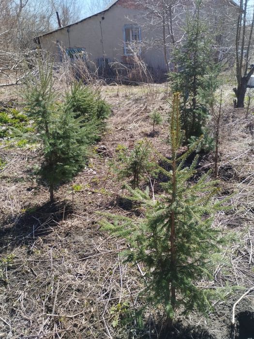 Продам ёлки дёшево