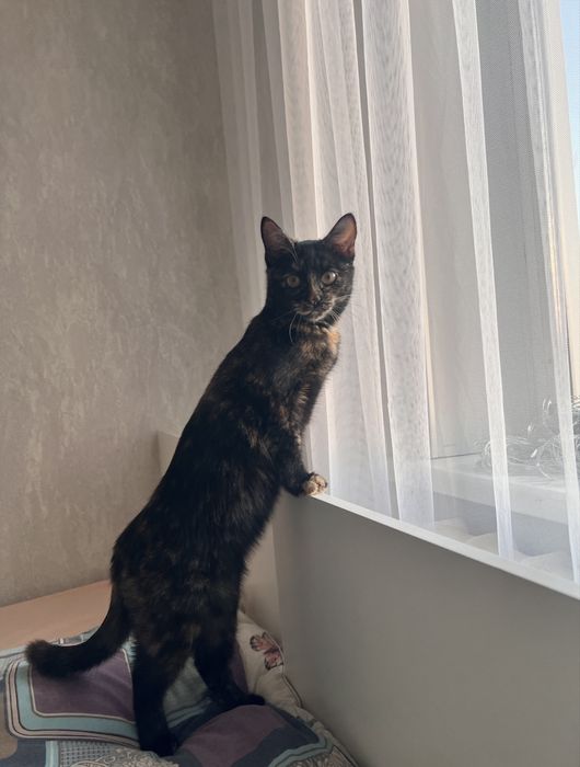 Отдам котенка, срочно
