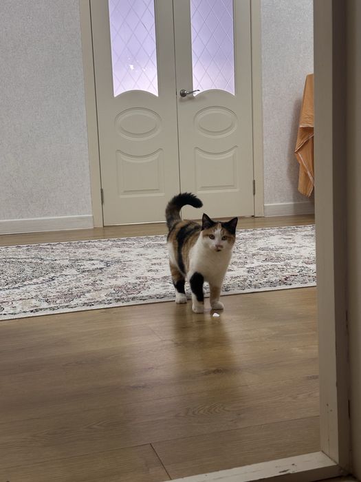 Ищем кота для вязки