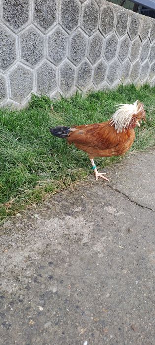 Vand cocos motata olandeza tanar 2025