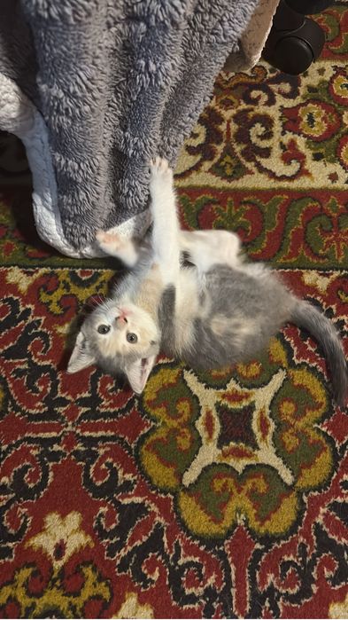 Отдаем бесплатно котят