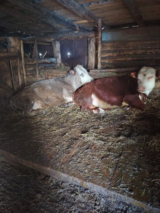 Продам быка и тёлку!