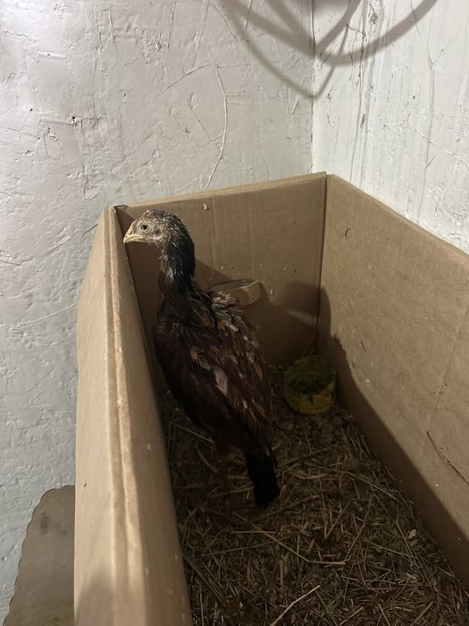 Продаётся молодые петушки дакан