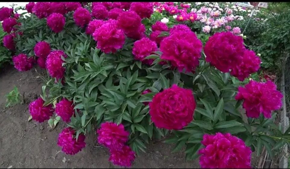 Продам пионы сортовые