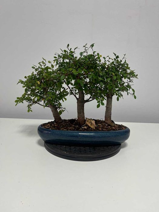Japanese Elm - Bonsai de interior / Stil forestier